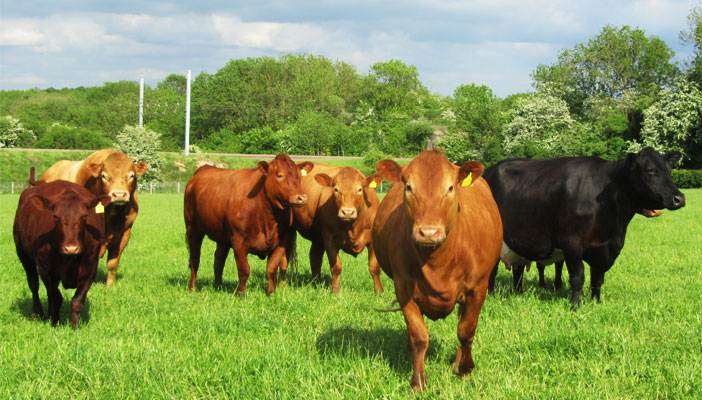 Become Certified Pasture for Life