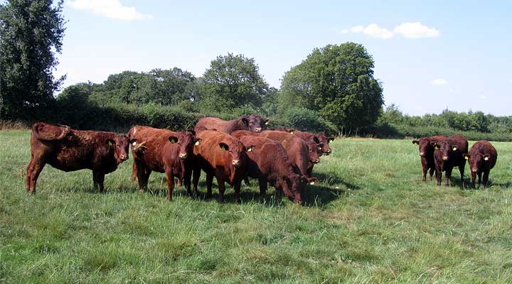 Red Cattle In Field