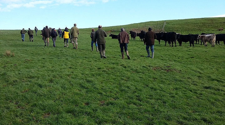inspecting-the-cattle