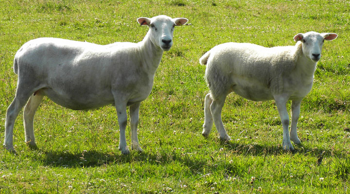 jake-hancock-cs-sheep
