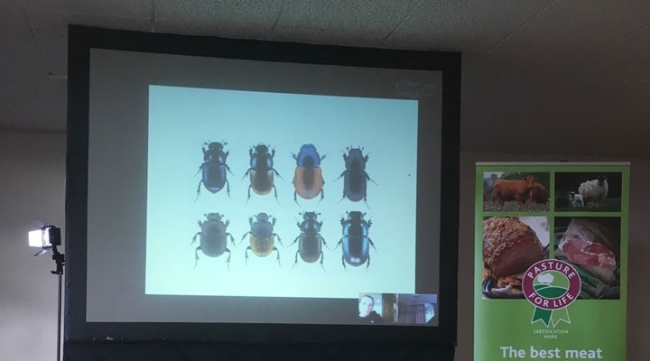 uksin-dung-beetles