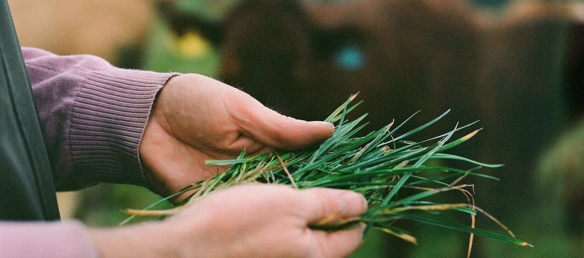 Handful of grass at Balbirnie Home Farms Fife