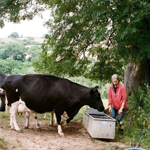 Cow approaches water drinker