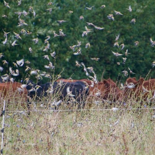 Essebeare Farm Devon