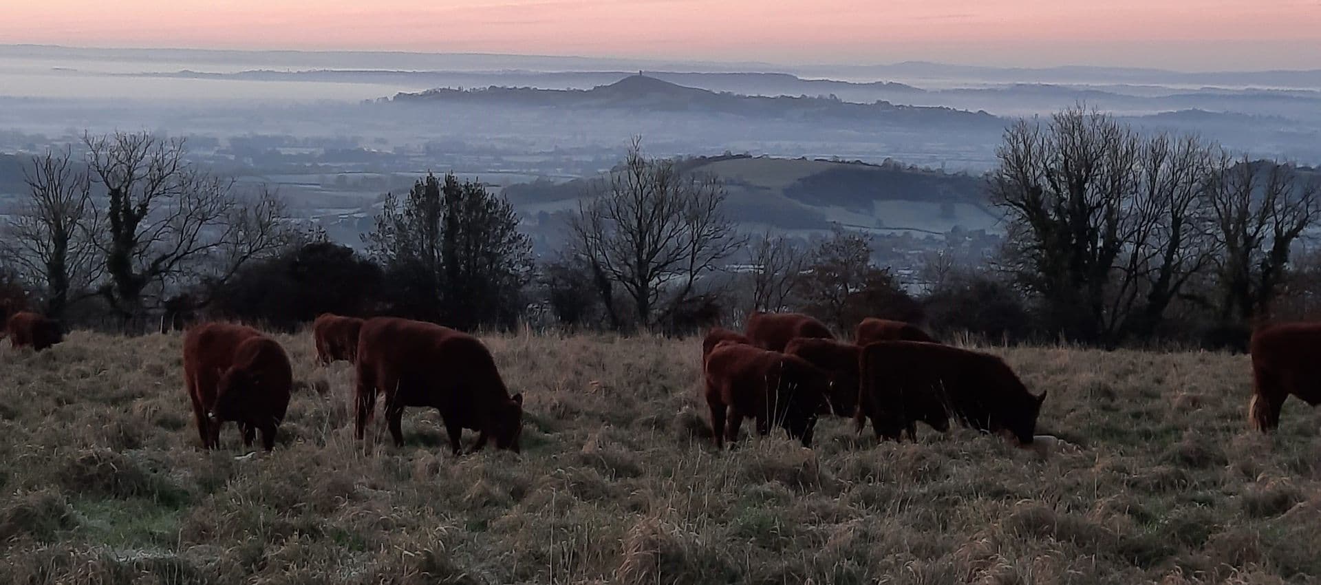 Ebbor Gorge Beef main image