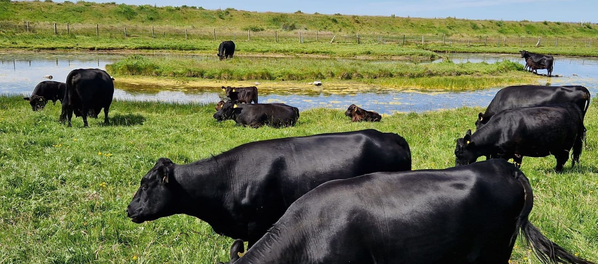 Dexter cattle grazing next to water