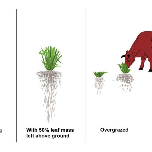 The Effects of Overgrazing Pasture