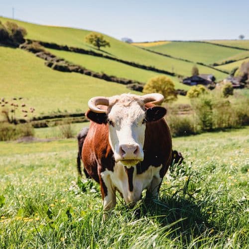 Image of what West Town Farm stands for