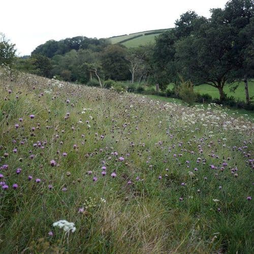 Image of what Essebeare Farming LLP stands for