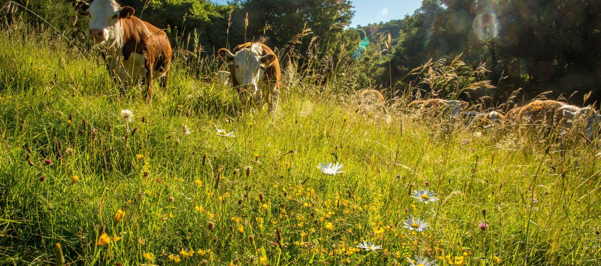 Cotswold Beef by Ian Boyd