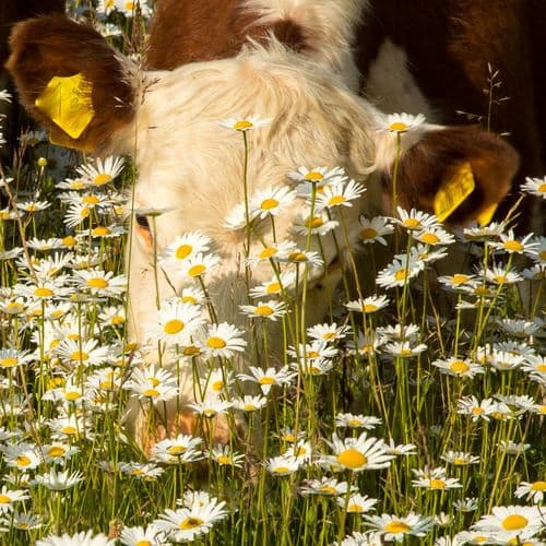 Hereford grazing in daisy rich pasture
