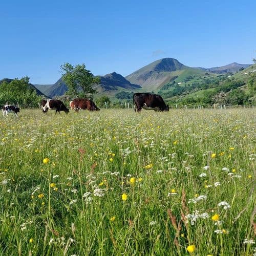 Benefits of Pasture Diversity Species Guide