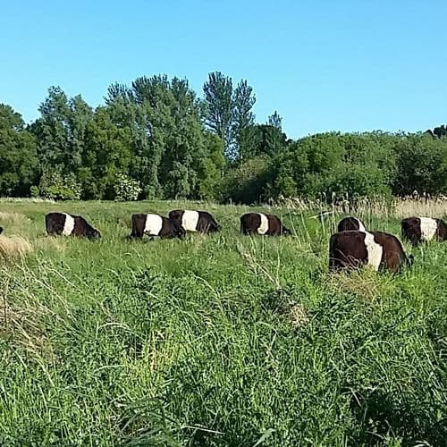 Carr Farm