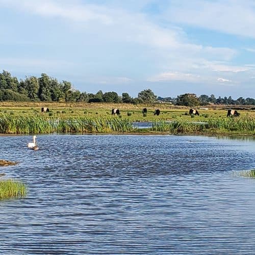 Carr Farm-Belties Conservation grazing