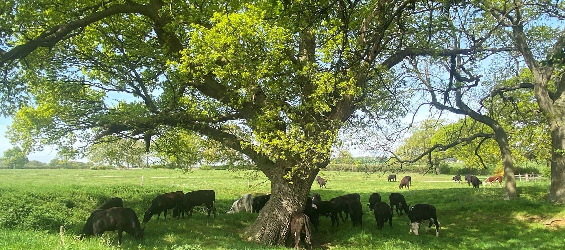 Old Park Organics main image