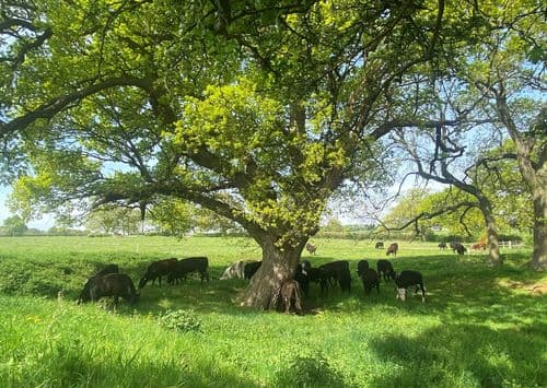 Old Park Organics main image