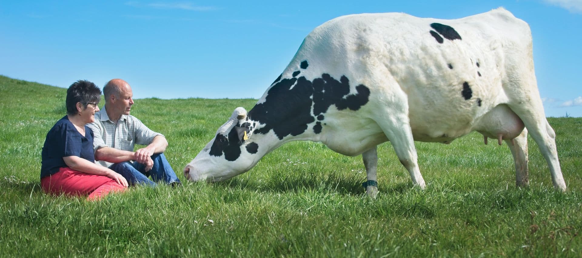 Two farmers sitting on grass socialising with a dairy cow