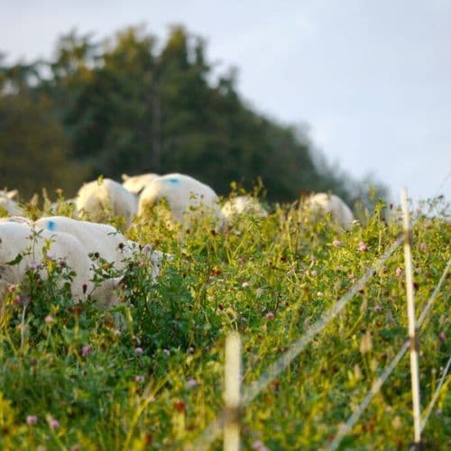 Sheep grazing in pasture rich with diversity