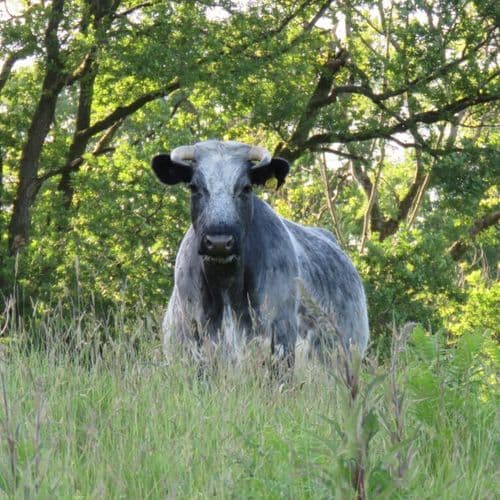 Proof is in the pasture