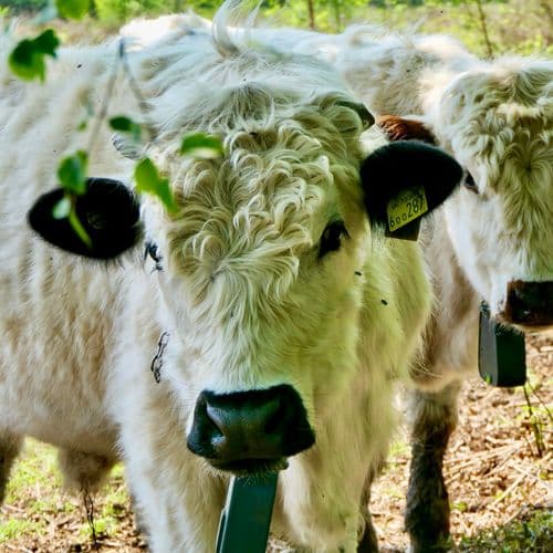 Cattle in field