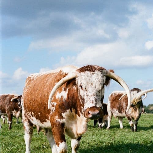 Certified Halliloo Longhorns, grass fed beef