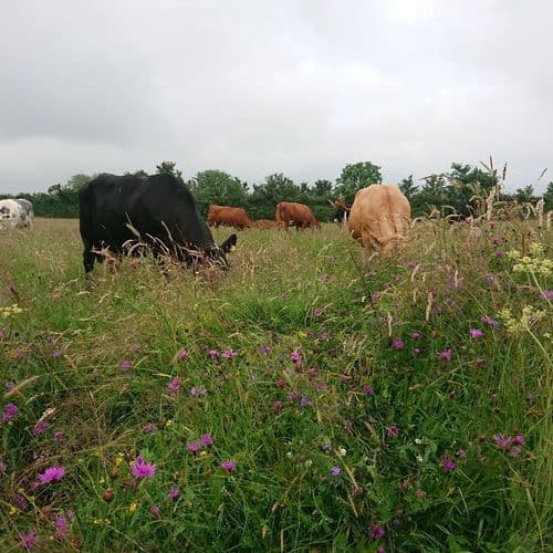 Consultant Andy Rumming