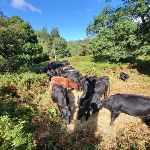 Consultant Jamie Jack