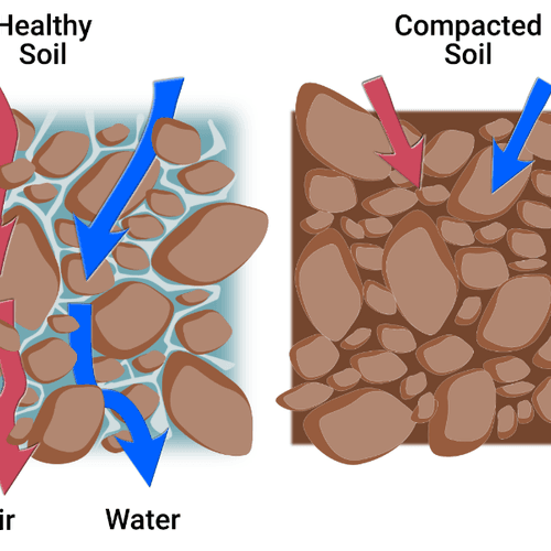 Healthy vs Compacted Soil