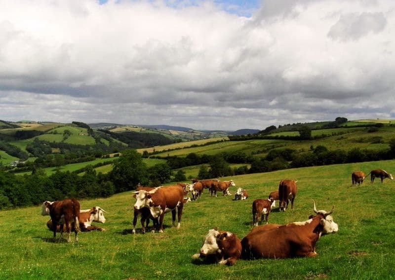 Herefords Grazing