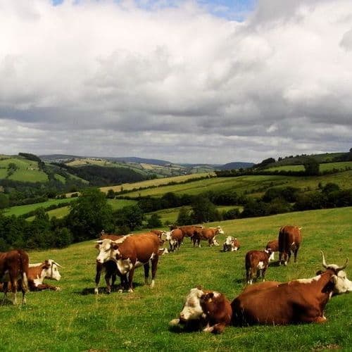 Hereford Cattle - Hill Farm Shropshire