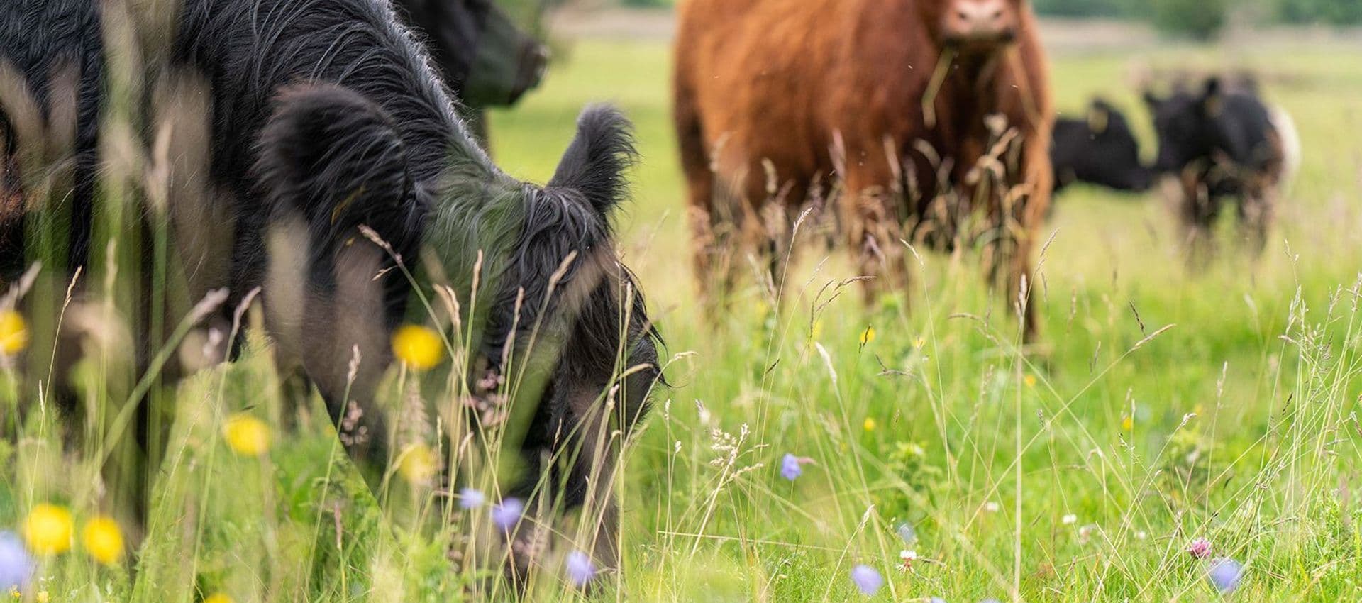 Hill Top Farm mob grazing by Gail Caddy