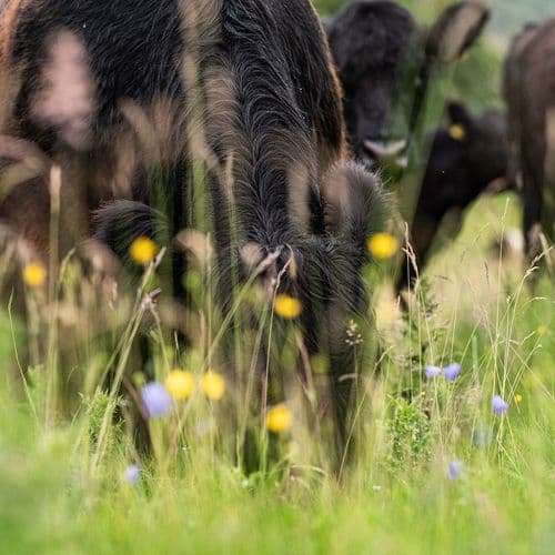 Hill Top Farm by Gail Caddy