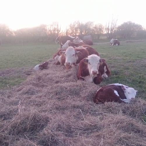 Image of what The Sandy Hill Mob stands for