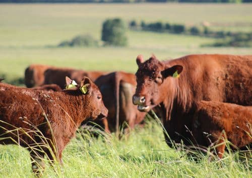 Butchery at Bowhouse & Balcaskie Estate  main image