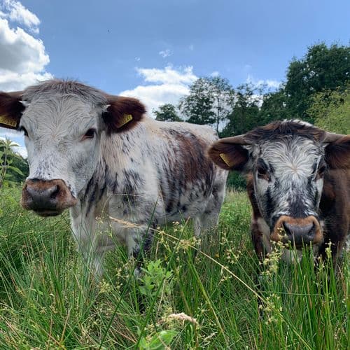 Image of what Newgap Ltd stands for