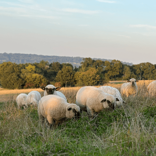 Image of who Gutchpool Farm is