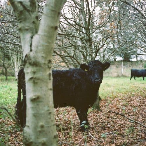 Black Dexter looking at camera behind tree