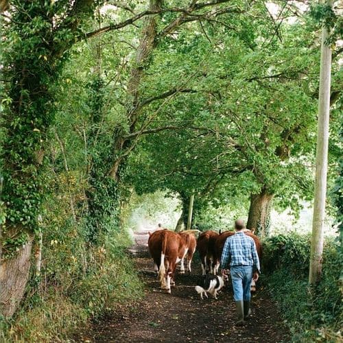 Hereford cattle wandering down green lane at certified Romshed Farm in Kent