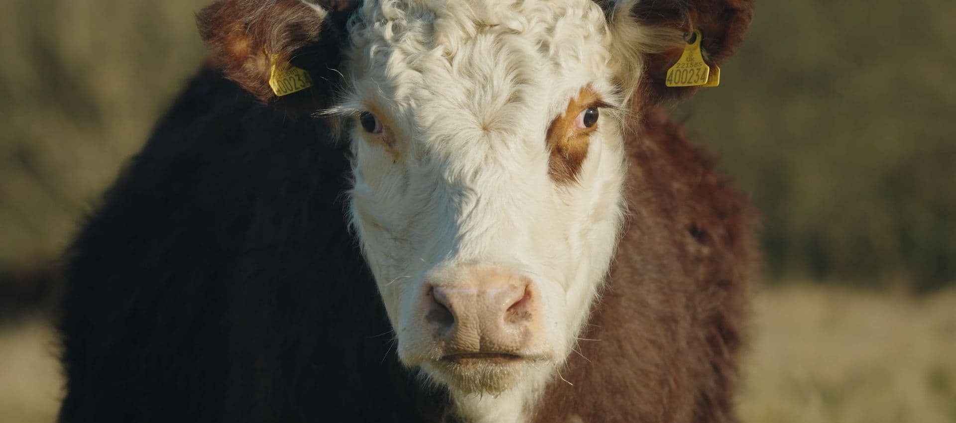 Hereford Cross Steer