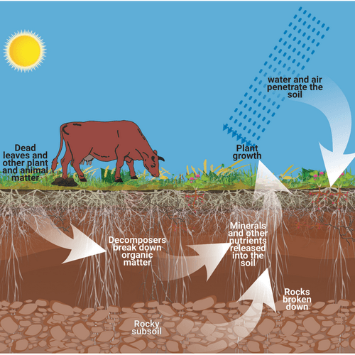 Nutrient Cycle on a Farm