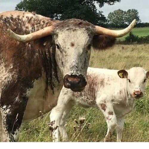 Rose Dale Manor Farm Organics - Pasture for Life certified farm