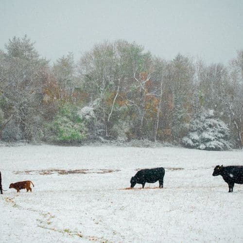 Image of what Dillay stands for