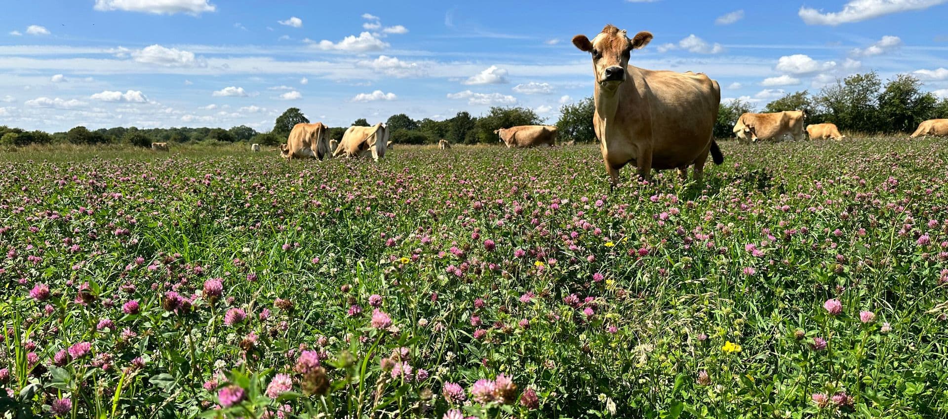 Cows (Old Hall Farm)