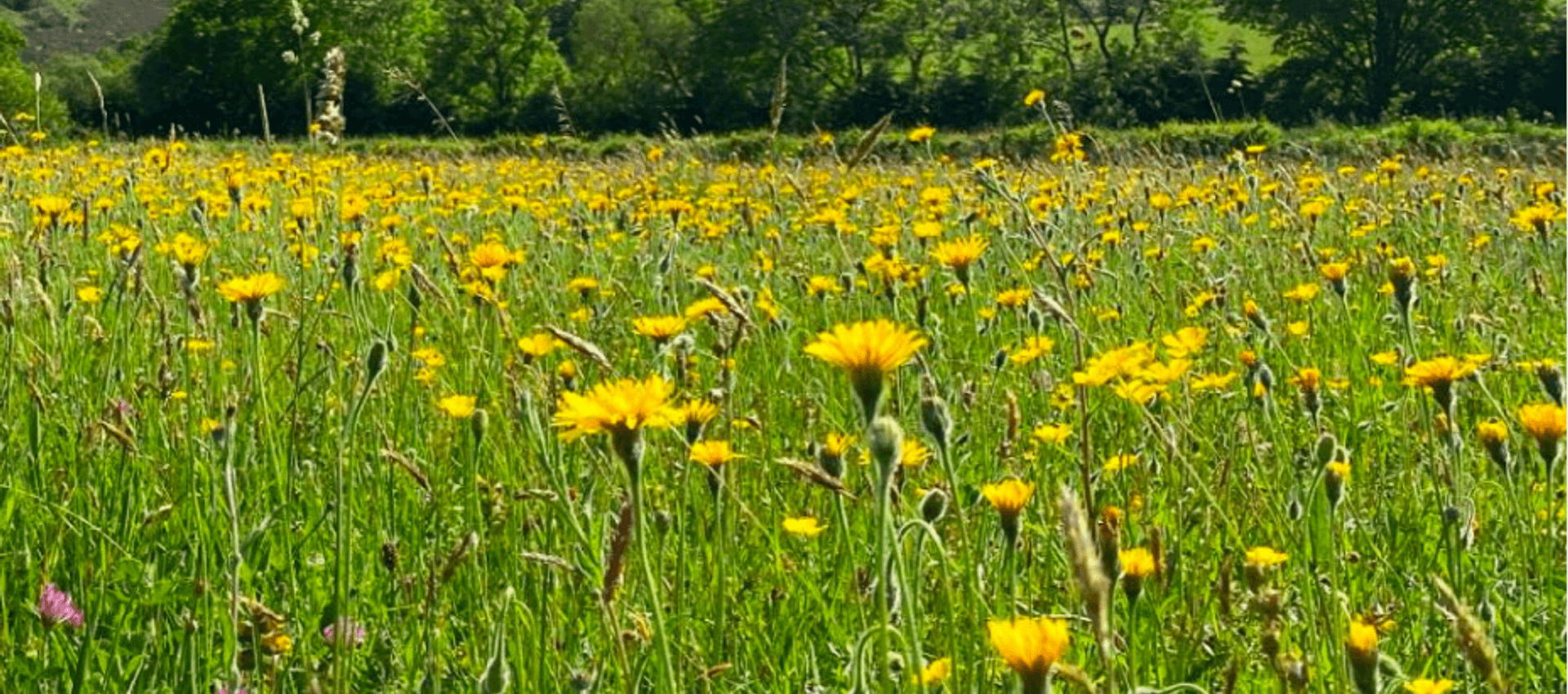 Species rich meadow source: Plantlife