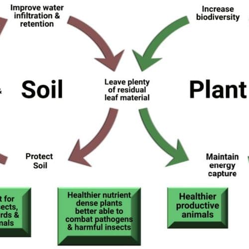 Soil and Plant Cycles - Good Grazing