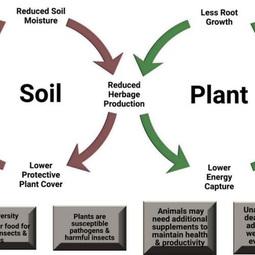 Soil and Plant Cycles - Poor Grazing
