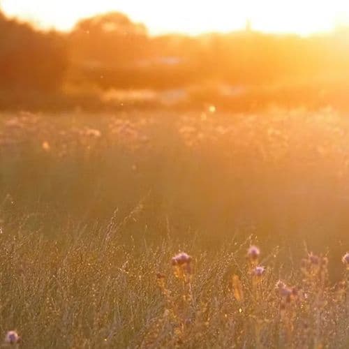Image of what Great Cotmarsh Farm stands for