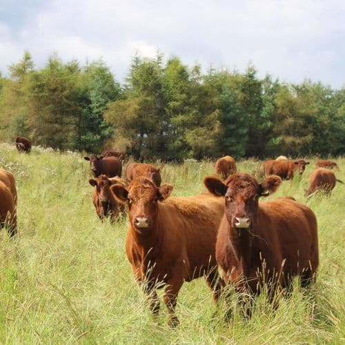 Cattle in tall grass