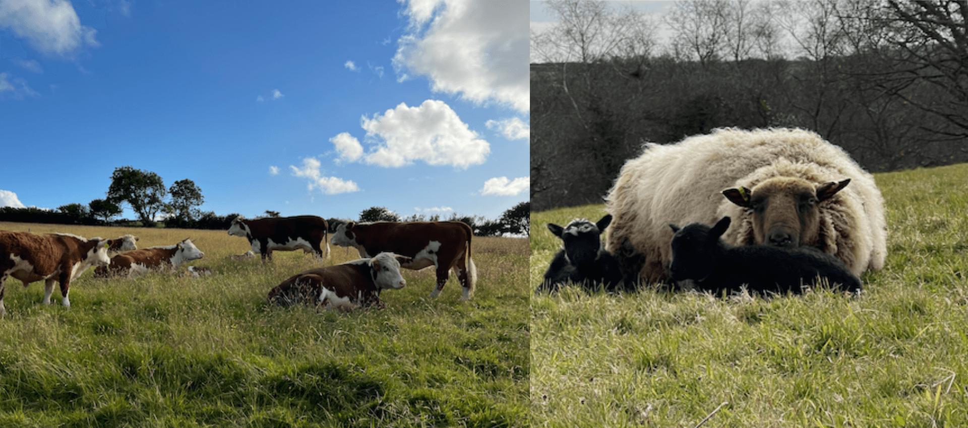 Penbanc Pasture main image