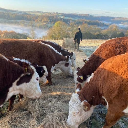 Cattle bale grazing
